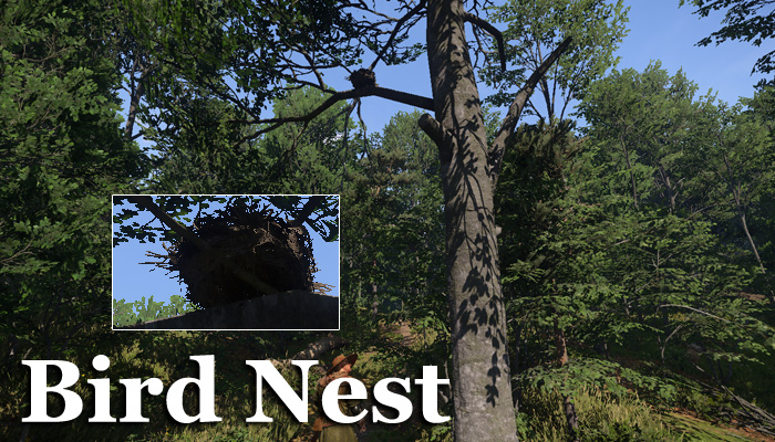 Bird Nest in Kingdom Come: Deliverance 2